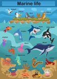 Vida marinha bonito da ilustração do vetor dos desenhos animados que explora o mundo subaquático para o mundo subaquático das cri ilustração do vetor Vida marinha bonito da ilustração do vetor dos desenhos animados que explora o mundo subaquático para o mundo subaquático das cri ilustração do vetor