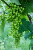 Videiras das uvas imagens de stock royalty free Videiras das uvas imagens de stock royalty free