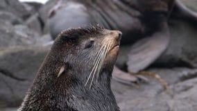 Video with Sound Animal Roar of Male Northern Fur Seal Animal. Stock  Footage - Video of coast, squid: 218622688