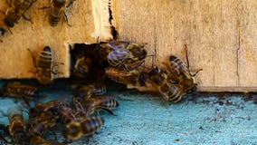 Vidéo de ruche d'abeille Vidéo de ruche d'abeille