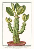 Vieille illustration d'usine d'angulari d'arborescens d'euphorbium de Tithymalus Photos stock Vieille illustration d'usine d'angulari d'arborescens d'euphorbium de Tithymalus Photos stock