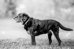 Vieille position noire même de Labrador sur l'herbe regardant au côté photos libres de droits Vieille position noire même de Labrador sur l'herbe regardant au côté photos libres de droits