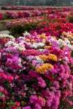 Viele Bouganvillablumen im trockenen Garten stockbild Viele Bouganvillablumen im trockenen Garten stockbild