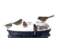 Viele Vögel, Die In Den Himmel Fliegen Stockfotos - Bild ...