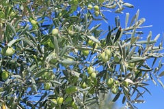 Viele grünen Oliven lizenzfreies stockfoto Viele grünen Oliven lizenzfreies stockfoto