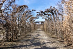 Vienne, Autriche - février 2019 : Belle vue de route en parc de Schonbrunn images libres de droits Vienne, Autriche - février 2019 : Belle vue de route en parc de Schonbrunn images libres de droits