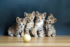 Vier nette Katzen Vier nette Katzen