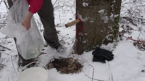 Vierta la primera savia del arce en primavera después de nevadas en cubo metrajes Vierta la primera savia del arce en primavera después de nevadas en cubo metrajes