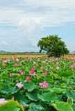 Vietnam Travel, Mekong Delta, Lotus Pond Vietnam Travel, Mekong Delta, Lotus Pond