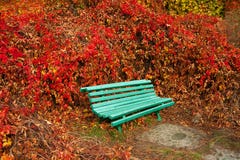 Vieux banc vert clair dans la perspective des raisins sauvages rouges photographie stock libre de droits Vieux banc vert clair dans la perspective des raisins sauvages rouges photographie stock libre de droits