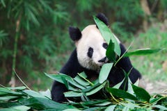 Vieux panda géant Vieux panda géant