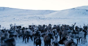 View of the Arctic Mountains. Aerial view of herd of reindeer, which ran on snow in tundra. 4k. Slow Motion stock video View of the Arctic Mountains. Aerial view of herd of reindeer, which ran on snow in tundra. 4k. Slow Motion stock video