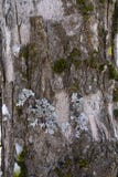 View of the bark of a tree covered with moss, lichen and snow 2 stock image View of the bark of a tree covered with moss, lichen and snow 2 stock image