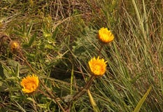 THREE BRIGHT YELLOW WILD FLOWERS IN GRASSLAND OF KWA ZULU-NATAL royalty free stock image THREE BRIGHT YELLOW WILD FLOWERS IN GRASSLAND OF KWA ZULU-NATAL royalty free stock image