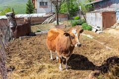 View of a brown and white milk cow on a small farm