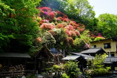 View of colorful blooming flowers upon hill, green trees and local houses on sunny day in Kurokawa onsen town. Japan Royalty Free Stock Photos View of colorful blooming flowers upon hill, green trees and local houses on sunny day in Kurokawa onsen town. Japan Royalty Free Stock Photos