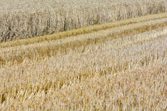 Partly harvested cereal field royalty free stock photography Partly harvested cereal field royalty free stock photography