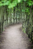 Dirt walk way path lined with thin trees on both sides stock images Dirt walk way path lined with thin trees on both sides stock images