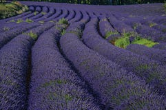 View of field of lavender flowers under sunny sky, near the village of Roussillon. Located in the Vaucluse department, Provence region, in southeastern France Stock Images View of field of lavender flowers under sunny sky, near the village of Roussillon. Located in the Vaucluse department, Provence region, in southeastern France Stock Images