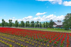 View of full bloom colorful multiple kind of flowers stock photos View of full bloom colorful multiple kind of flowers stock photos