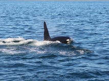 View of killer whale above water near Kamchatka Peninsula, Russia. stock photo View of killer whale above water near Kamchatka Peninsula, Russia. stock photo