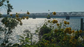 View of large bridge over river. View of river through flowers