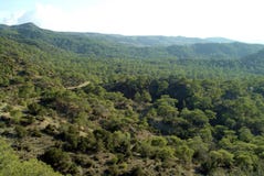 A view of mixed deciduous and coniferous forest in the Troodos Mountains of Cyprus royalty free stock photo A view of mixed deciduous and coniferous forest in the Troodos Mountains of Cyprus royalty free stock photo