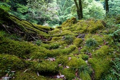 View of lush green moss, lichen, plant, trees and dried leaves i royalty free stock photography View of lush green moss, lichen, plant, trees and dried leaves i royalty free stock photography