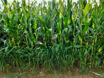 Looking up in a corn field at sunset royalty free stock photos Looking up in a corn field at sunset royalty free stock photos