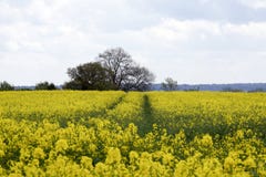 View Of A Beautiful Field Of Bright Yellow Canola Stock Image
