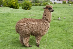 View Of An Alpaca Stock Images