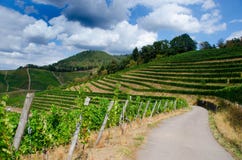 Vineyards in the Black Forest in Germany