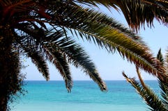 The view through the palm trees royalty free stock images The view through the palm trees royalty free stock images