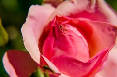 View of red rose up close royalty free stock photos View of red rose up close royalty free stock photos