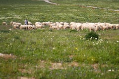 shepherd with herd Stock Photography shepherd with herd Stock Photography