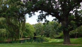 View Of A Small Lake Surrounded By Big Trees stock image View Of A Small Lake Surrounded By Big Trees stock image