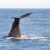 View on the tail of a large sperm whale in Kaikoura, when he started his dive into the water just after taking in oxygen. stock photos View on the tail of a large sperm whale in Kaikoura, when he started his dive into the water just after taking in oxygen. stock photos