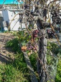 View of tree of grapes with fruits royalty free stock photography View of tree of grapes with fruits royalty free stock photography