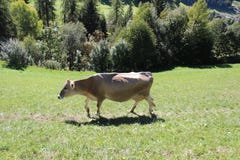 Vigili del Fuoco Santa Maddalena - Funes cow royalty free stock images Vigili del Fuoco Santa Maddalena - Funes cow royalty free stock images