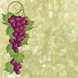 Vigna royalty illustrazione gratis Vigna royalty illustrazione gratis