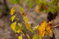 Vigna in autunno Erba asciutta e foglie gialle Fondo vago natura Profondit? del campo poco profonda Immagine tonificata Copi lo s immagine stock Vigna in autunno Erba asciutta e foglie gialle Fondo vago natura Profondit? del campo poco profonda Immagine tonificata Copi lo s immagine stock
