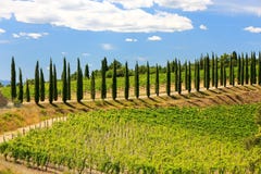 Vigna con la fila degli alberi di cipresso nel ` Orcia, Toscana, Ital di Val d Immagini Stock Libere da Diritti Vigna con la fila degli alberi di cipresso nel ` Orcia, Toscana, Ital di Val d Immagini Stock Libere da Diritti