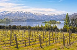 Vigna sul lago - Nuova Zelanda fotografie stock Vigna sul lago - Nuova Zelanda fotografie stock