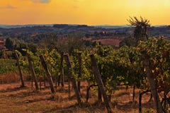 Vigna in Toscana Fotografia Stock Vigna in Toscana Fotografia Stock