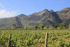 Vigna vicino a Franschhoek Sudafrica fotografia stock libera da diritti Vigna vicino a Franschhoek Sudafrica fotografia stock libera da diritti