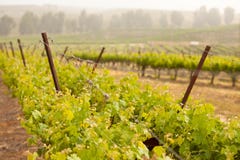 Vigne abondante de raisin en matin Sun et brouillard photos stock Vigne abondante de raisin en matin Sun et brouillard photos stock