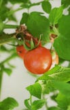 Vigne Cherry Tomatoes mûr photos libres de droits Vigne Cherry Tomatoes mûr photos libres de droits
