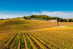 Vigne di regione del vino di Chianti, Toscana fotografia stock libera da diritti Vigne di regione del vino di Chianti, Toscana fotografia stock libera da diritti