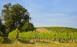 Vignes, pays de vin de Walla Walla, Washington photographie stock Vignes, pays de vin de Walla Walla, Washington photographie stock