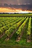 Vignoble au coucher du soleil Images stock Vignoble au coucher du soleil Images stock